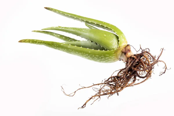 Aloe Vera-Aloe rot växt-vit bakgrund — Stockfoto