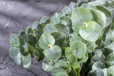Okaliptüs küçük çocuk mavi - Taze ve yeşil yaprakları. Metin alanı
