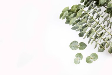 Okaliptüs küçük çocuk mavi - Taze ve yeşil yaprakları. Metin alanı