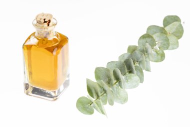 Okaliptüs küçük çocuk mavi - Taze ve yeşil yaprakları. Metin alanı