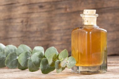 Okaliptüs küçük çocuk mavi - Taze ve yeşil yaprakları. Metin alanı