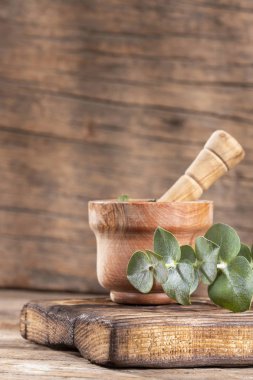 Okaliptüs küçük çocuk mavi - Taze ve yeşil yaprakları. Metin alanı