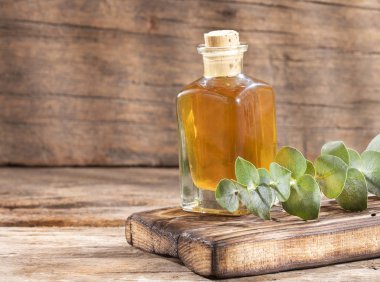 Okaliptüs küçük çocuk mavi - Taze ve yeşil yaprakları. Metin alanı