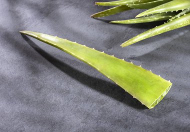 aloe vera yaprağı - Metin alanı