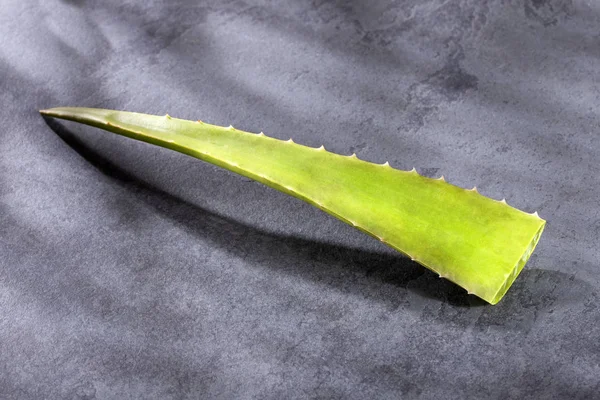 Foglie fresche di aloe vera, questa pianta è ricca di vitamine, minerali e proteine. — Foto Stock