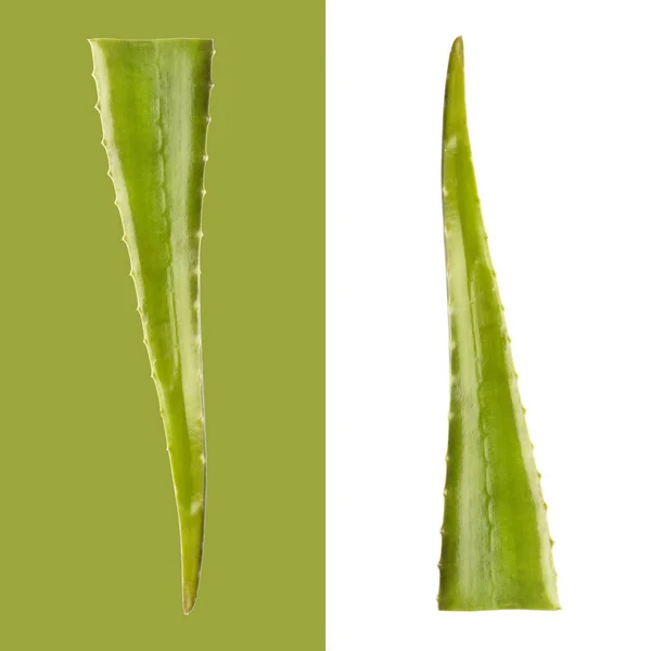 Slice Aloe Vera a very useful herbal medicine for skin care and hair care. — Stock Photo, Image