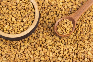 Trigonella foenum-graecum. Çemen tohumu. Metin alanı