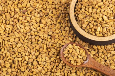 Çemen tohumu. Trigonella foenum-graecum. Metin alanı