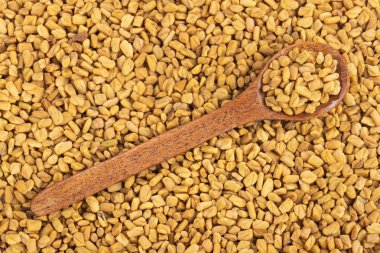 Trigonella foenum-graecum. Çemen tohumu. Metin alanı