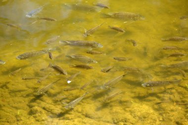 Oncorhynchus mykiss - Gökkuşağı alabalık grubu