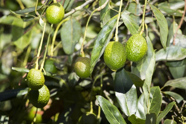 Frutti di avocado sull'albero pronti per il raccolto. Hass avocado - Persea americana 'Hass' — Foto Stock