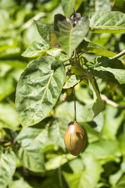 Solanum betaceum - Tamarillo (Tomate de árbol) con hojas en el árbol — Foto de Stock