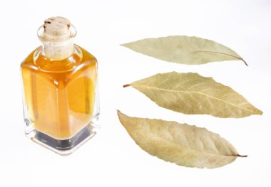 Doğal defne esansiyel yağı - Laurus nobilis. Metin alanı