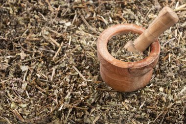 Phyllanthus niruri - taş chanca. böbrek taşlarını ortadan kaldırmak ve hipertansiyon mücadele