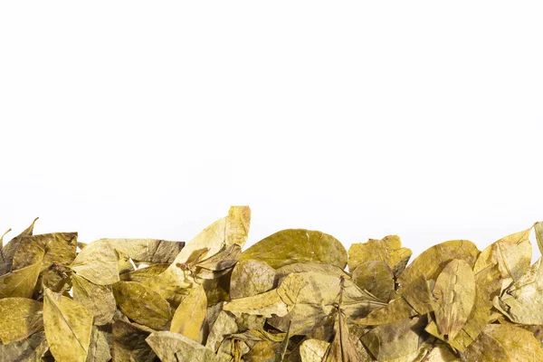 Dried coca leaves - Erythroxylum coca