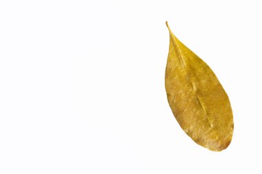 Erythroxylum koka - Kurutulmuş koka yaprakları