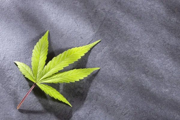 Medicinsk marijuana - Cannabis sativa. Textutrymme — Stockfoto