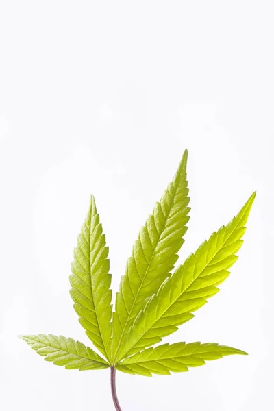 Unga friska marijuanaplantor - Cannabis sativa — Stockfoto