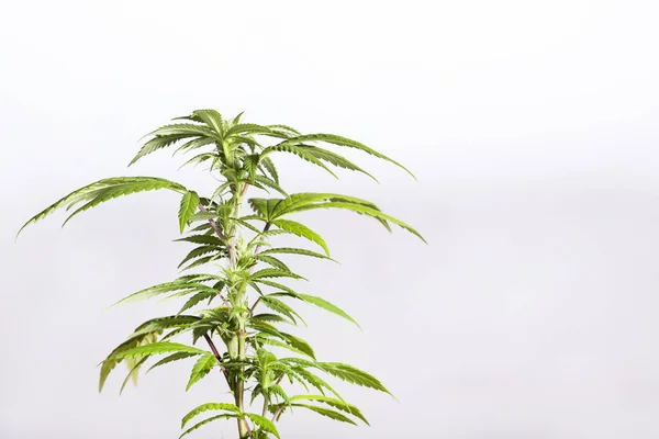 Planta de maconha (Cannabis sativa) Espaço de texto — Fotografia de Stock