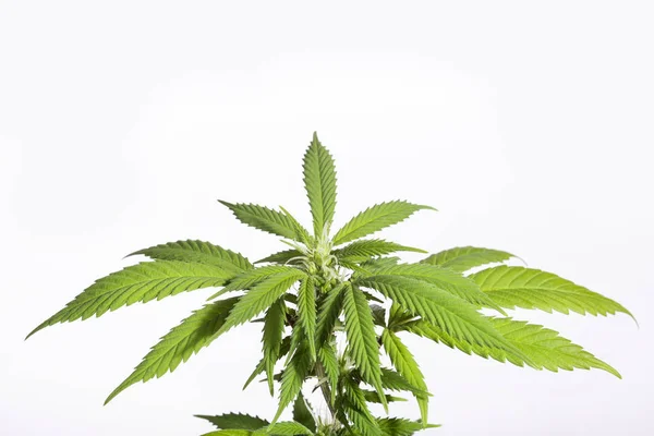 Jovem planta de maconha saudável - Cannabis sativa — Fotografia de Stock