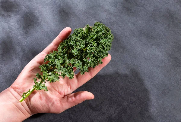 Organische Krullenbol Houdt Haar Hand Vast Brassica Oleracea Var — Stockfoto