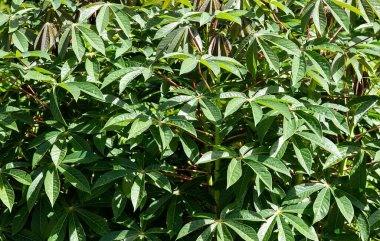 Manihot esculenta - Cassava çiftliği, tapyoka tarlası