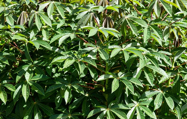 Manihot Esculenta Cassava Plantage Tapioca Teelt Het Veld — Stockfoto