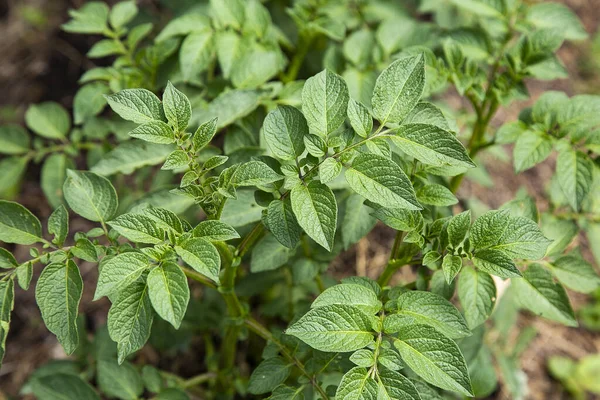 Planta Solanum Phureja Orgánica Campo — Foto de Stock