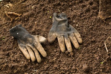 Çiftçilerin eldiveni yerde, ekin için.