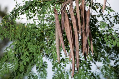 Bitkinin üzerindeki Moringa yaprakları ve kapsülleri - Moringa oleifera
