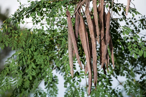 Bitkinin üzerindeki Moringa yaprakları ve kapsülleri - Moringa oleifera