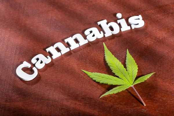 Grönt Blad Hälsosam Marijuana Cannabis Sativa — Stockfoto