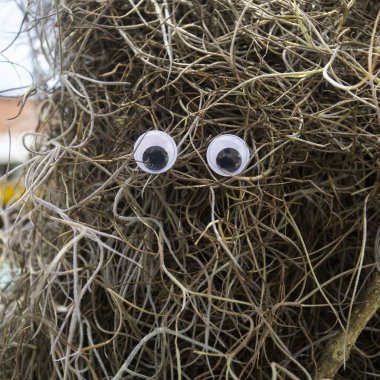 Çılgın şaşı gözler - şaşı gözlü yaratıcı ifade