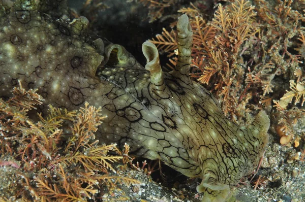 Front detail of spotted (variable) sea hare Aplysia dactylomela among short brown algae on flat bottom of coarse sand and boulders.