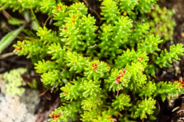 Doğal Güzel Yeşil Yaprak Closeup