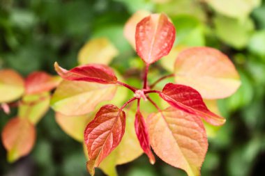 Doğal Güzel Gül BitkiSi Closeup Yaprakları