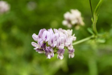 Doğal Güzel Çiçek Closeup