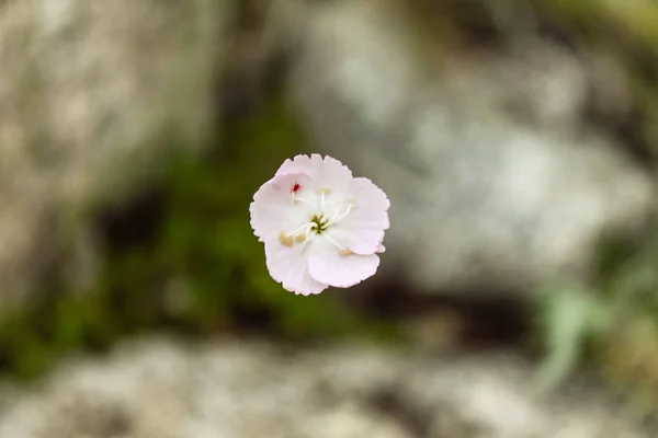 Natural hermosa flor primer plano — Foto de Stock