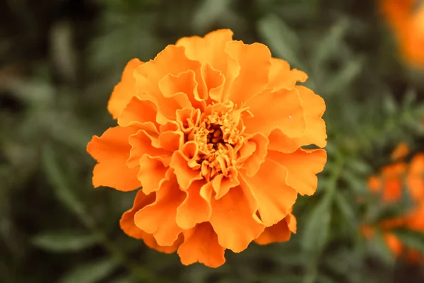 Naturlig vacker gul blomma närbild — Stockfoto
