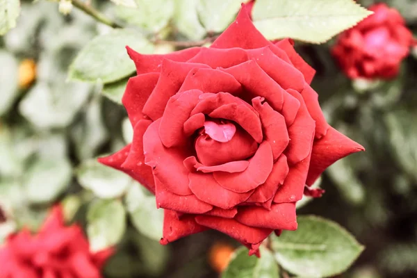 Natürliche schöne rote Rose Nahaufnahme — Stockfoto