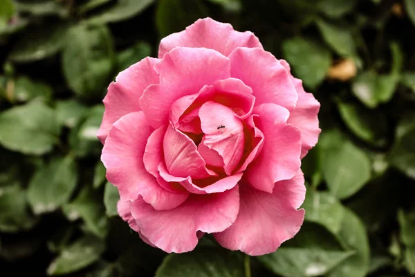 Natürliche schöne rosa Rose Nahaufnahme — Stockfoto