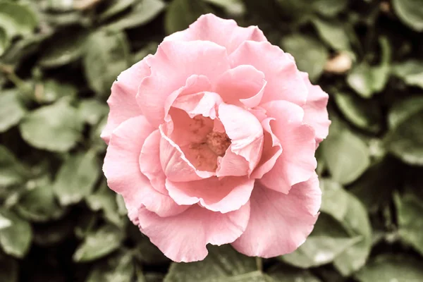 Natürliche schöne rosa Rose Nahaufnahme — Stockfoto