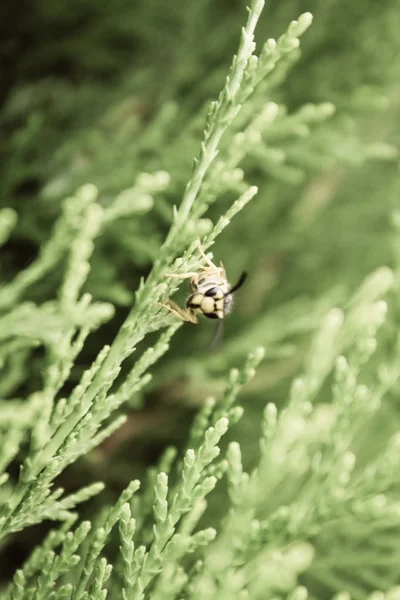 Natuurlijke mooie groene plant met bijen close-up — Stockfoto