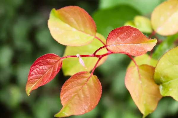 Natural hermosa rosa planta hojas primer plano —  Fotos de Stock