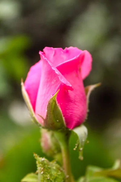 Natural hermosa rosa rosa brote primer plano — Foto de Stock