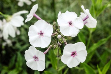 Doğal Güzel Küçük Beyaz Çiçekler Closeup