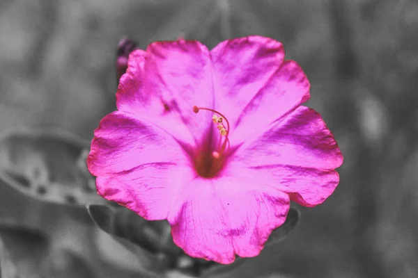 Natural bela flor vermelha Closeup — Fotografia de Stock