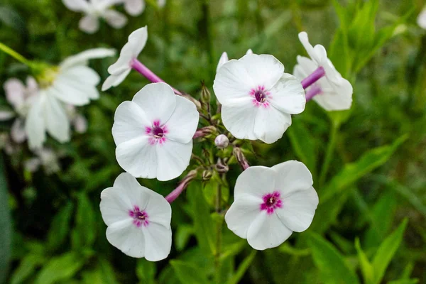 Natural Beautiful Small White Flowers Closeup — Stock Photo, Image