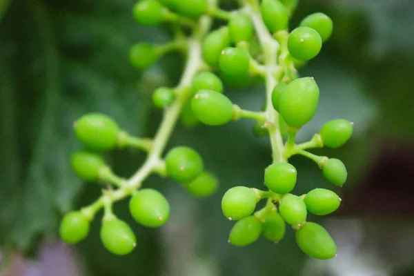 Natural Beautiful Green Grapes Closeup — Stock Photo, Image