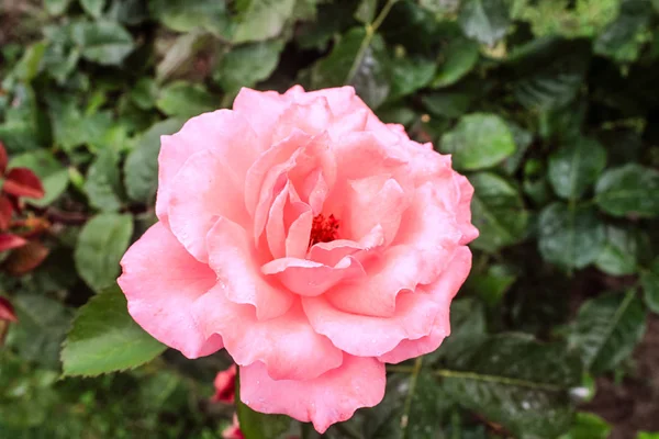 Natürliche schöne rosa Rose Blume Nahaufnahme — Stockfoto